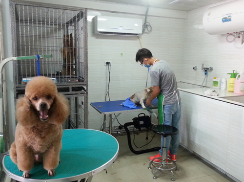 成功運營一家寵物店的關鍵服務策略