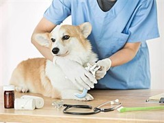 當1元遇到寵物醫院 是福利還是噱頭？