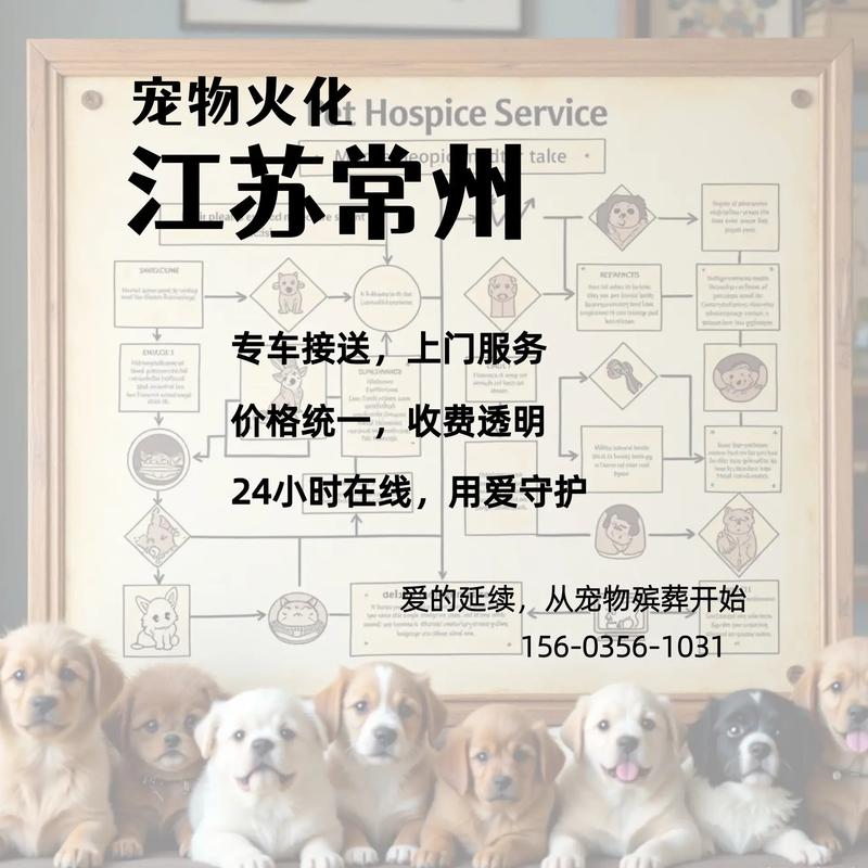 常州寵物善終服務指南 給予毛孩子最后的尊嚴與告別